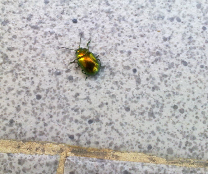 Chrysomela o Chrysolina?